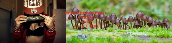 амф Аркадак