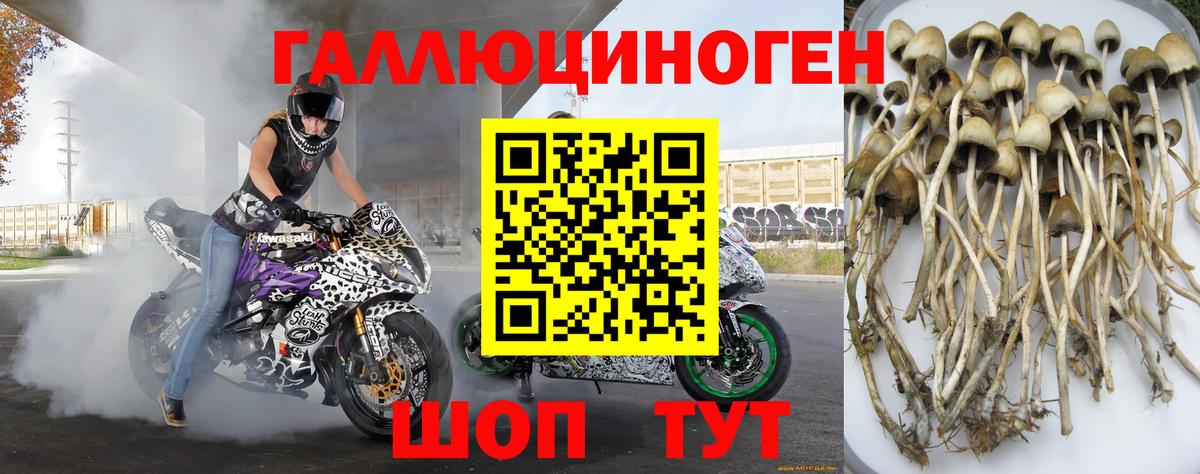Псилоцибиновые грибы прущие грибы Георгиевск